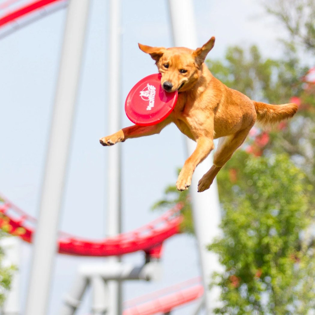 Marvelous Mutts Dog Show 3
