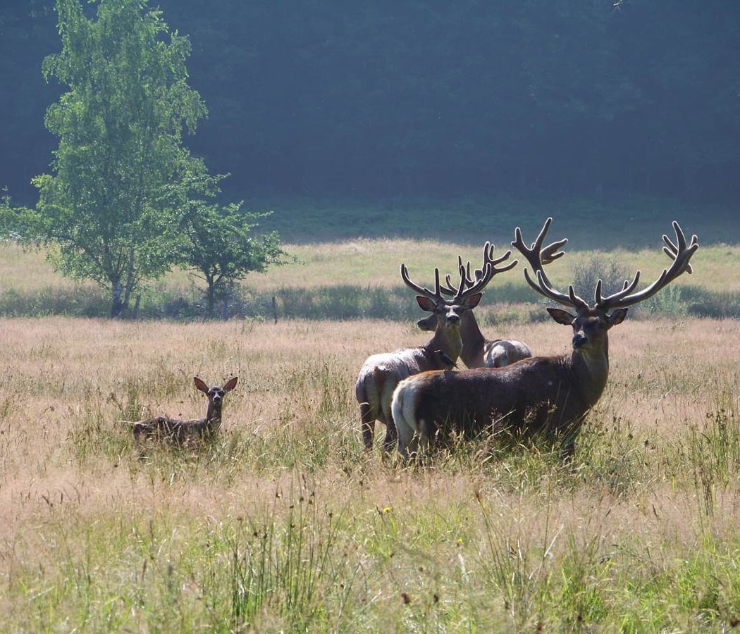 Space Wildlife Orient Forest 2