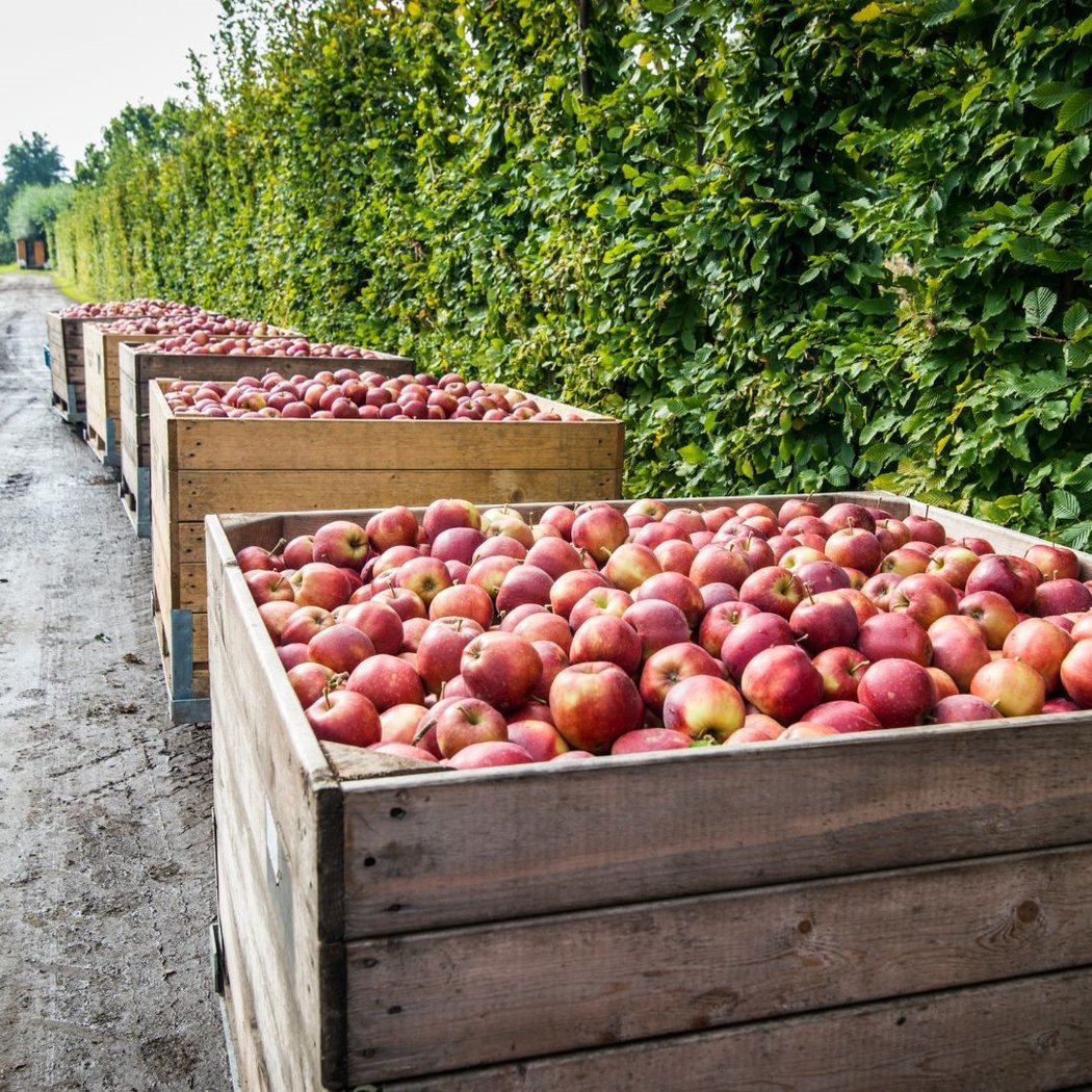 Autumn Harvest Festival 4