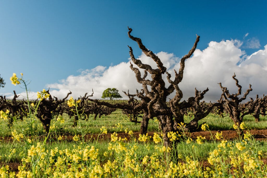Kunde Family Winery 3
