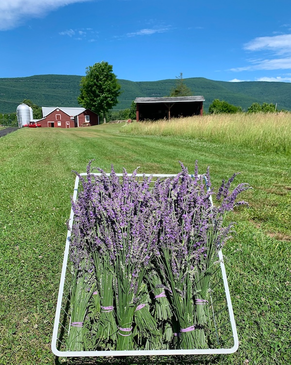 Saugerties Farmers Market 2