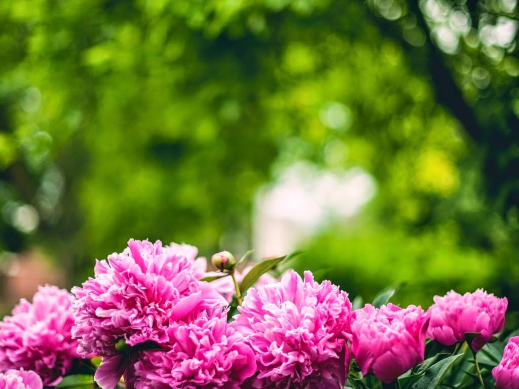 Paul's Flowers 2