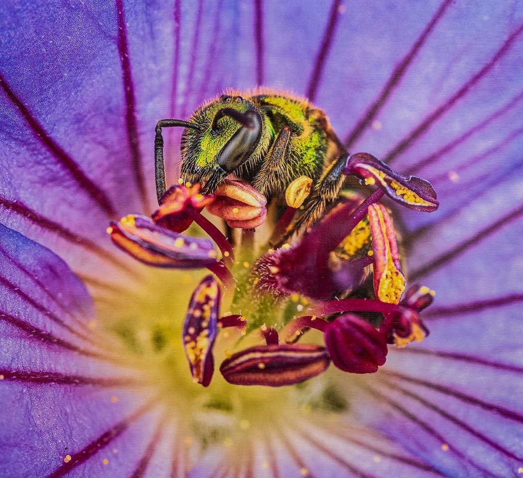 Art Exhibit- Closer: A look at the tiny world around us 1