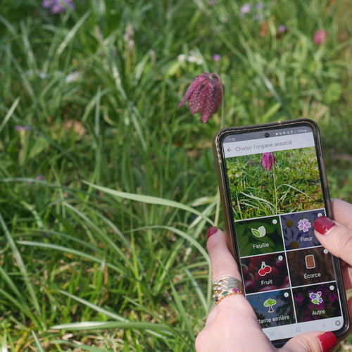 Visite guidée insolite du jardin avec Pl@ntnet 1