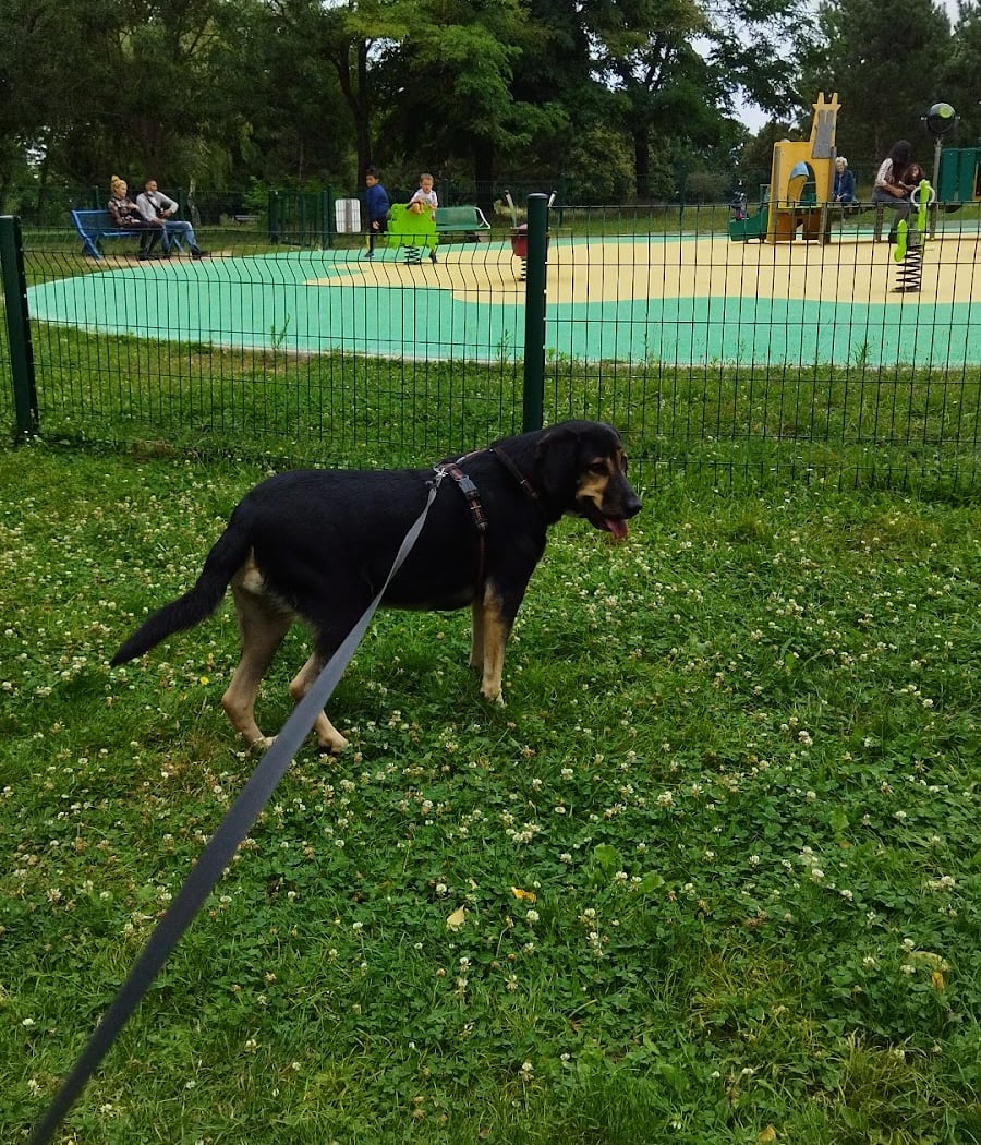 Templars Dog park 3