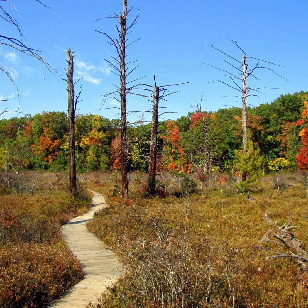 Wellness Walks 4