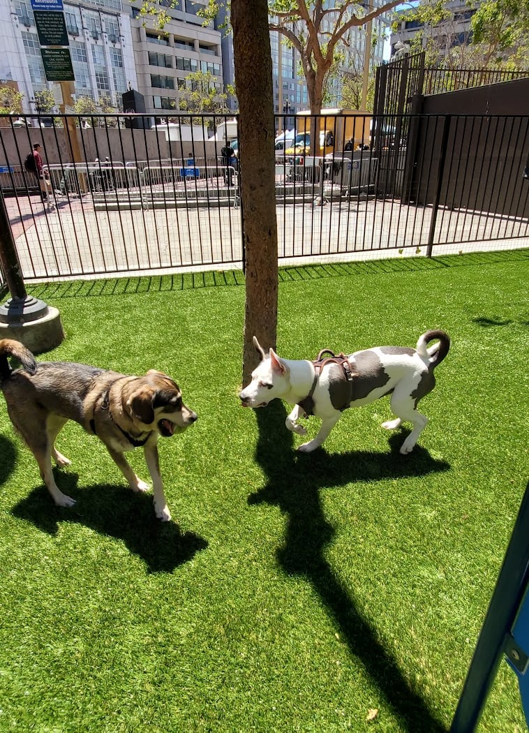 U.N. Plaza Dog Park 3