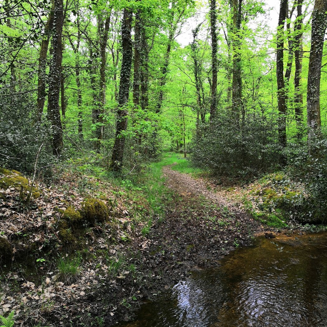 Forêt Domaniale du Gâvre 2