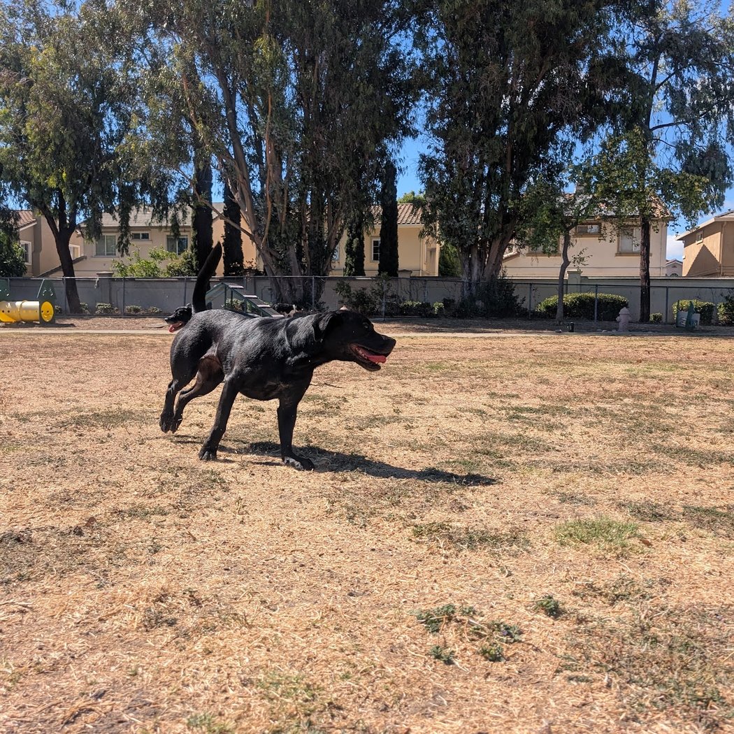Drigon Dog Park 3