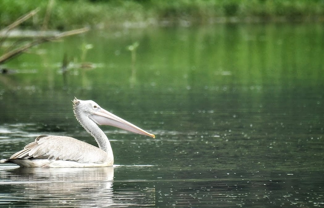 Saul Kere Bird Walk 1