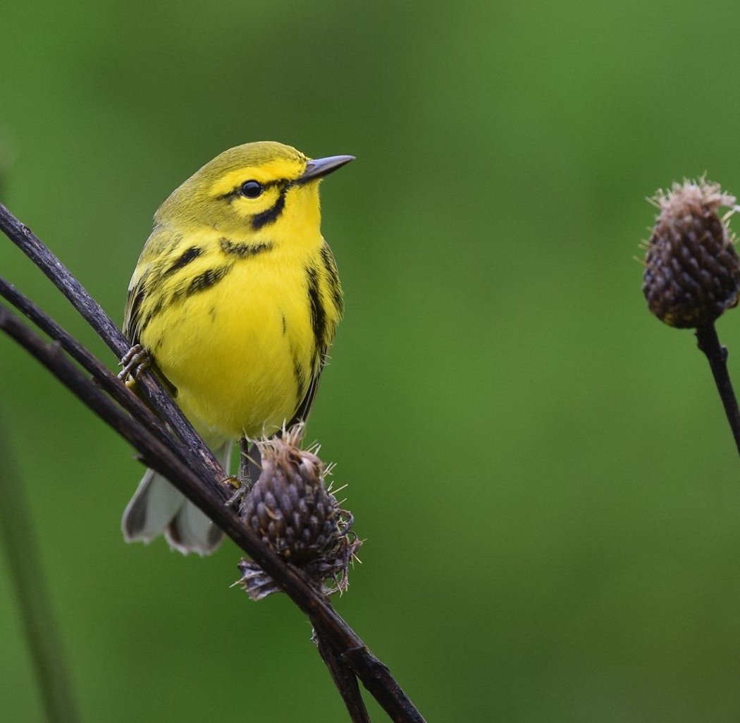 FLOC: First Friday Birding 2
