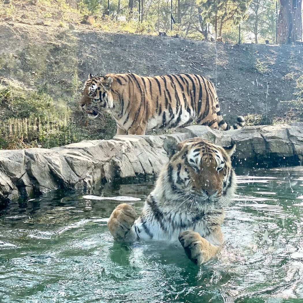 EcoZonia - Parc Animalier 3