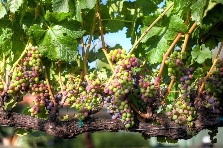 Wine & Food Affair - 27th Annual 1