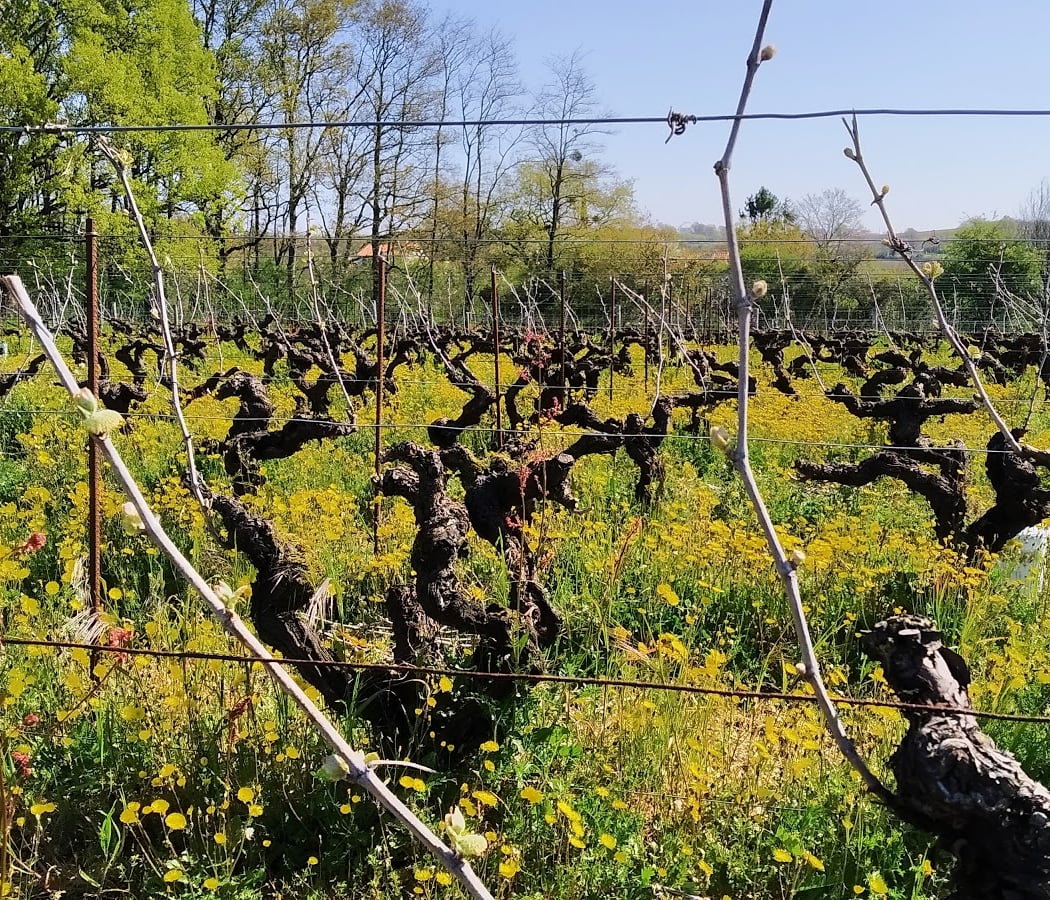 Domaine des Cognettes 2