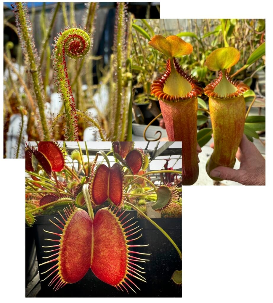 California Carnivores Pop-Up Plant Event 1