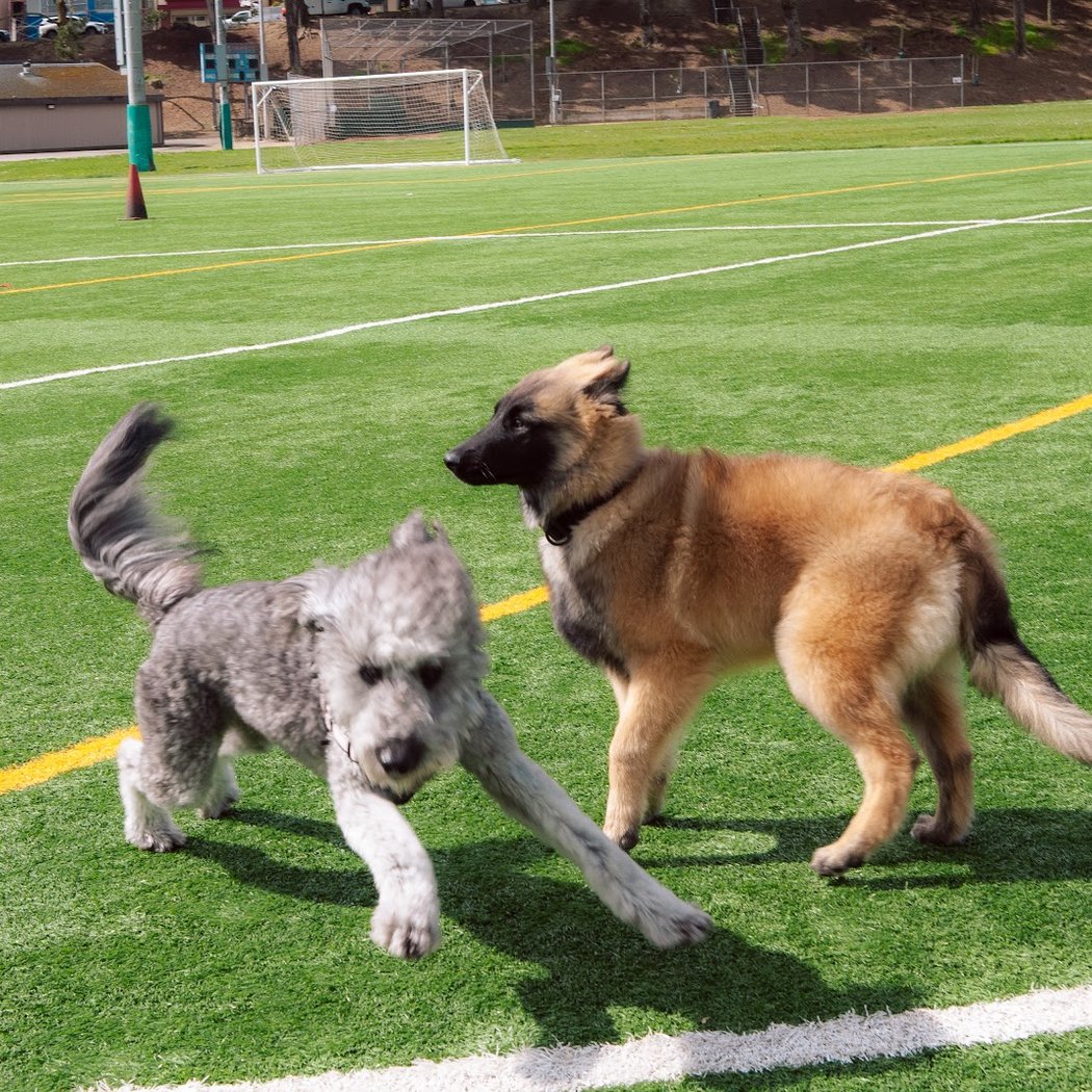 Gellert Park Dogs Association 3