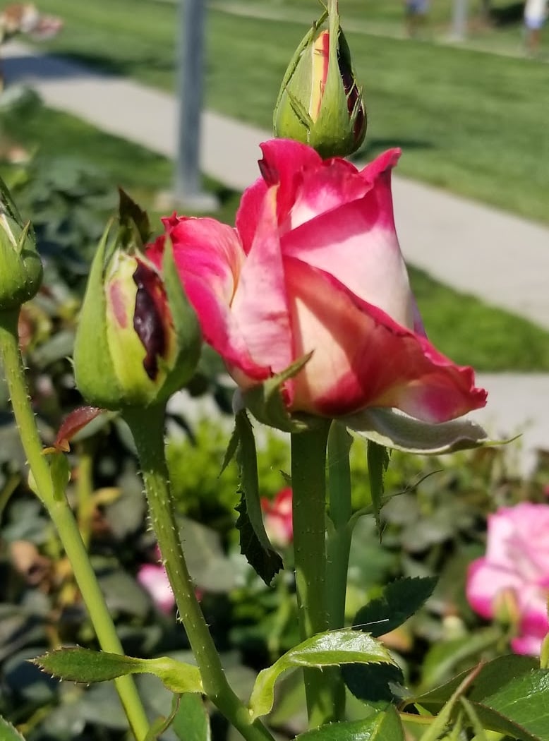 McCormick Family Community Rose Garden | Emerald Glen Park 2