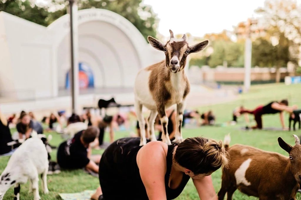 901 Goats Presents Goat Yoga 3