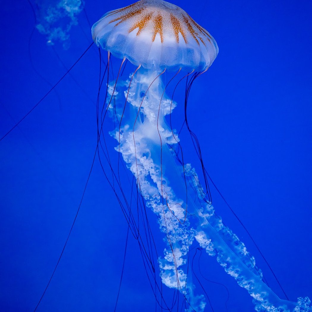 La Rochelle Aquarium 1