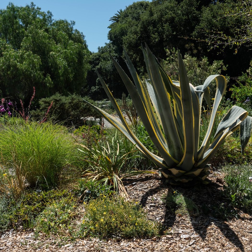 Waterwise Garden 1