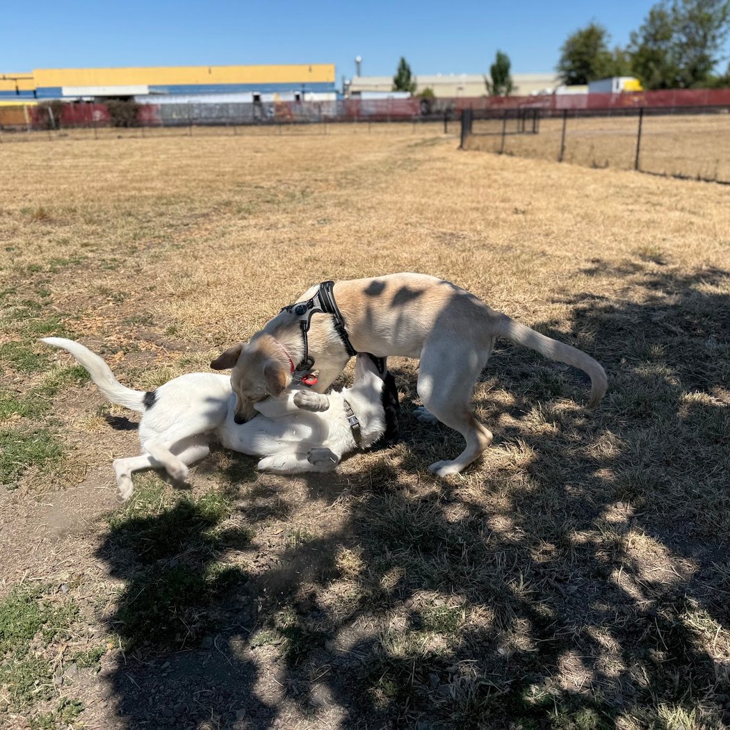 Deer Creek Village Dog Park 3