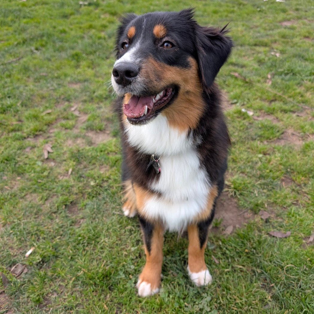 Los Prados Dog Park 1