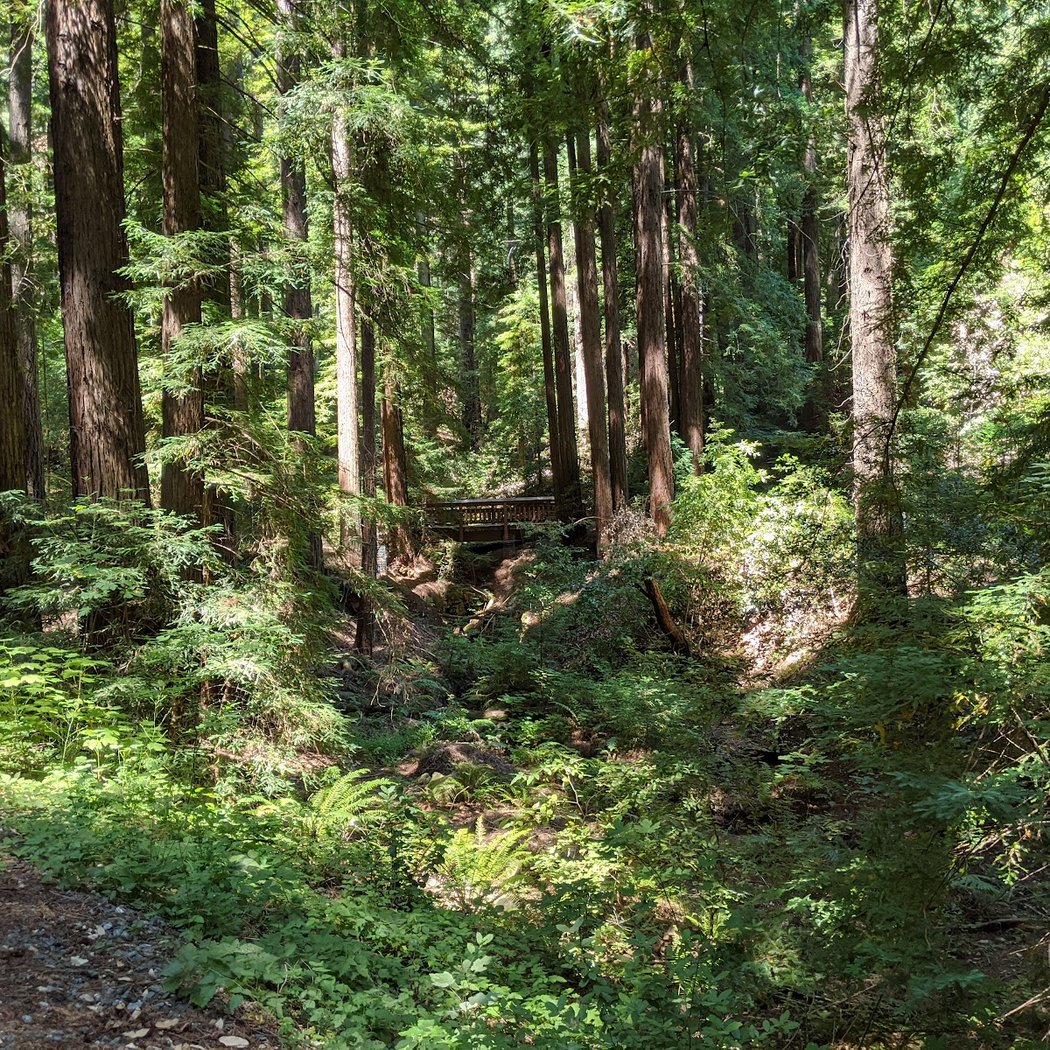 Morning Hike at Bear Creek Redwoods 2
