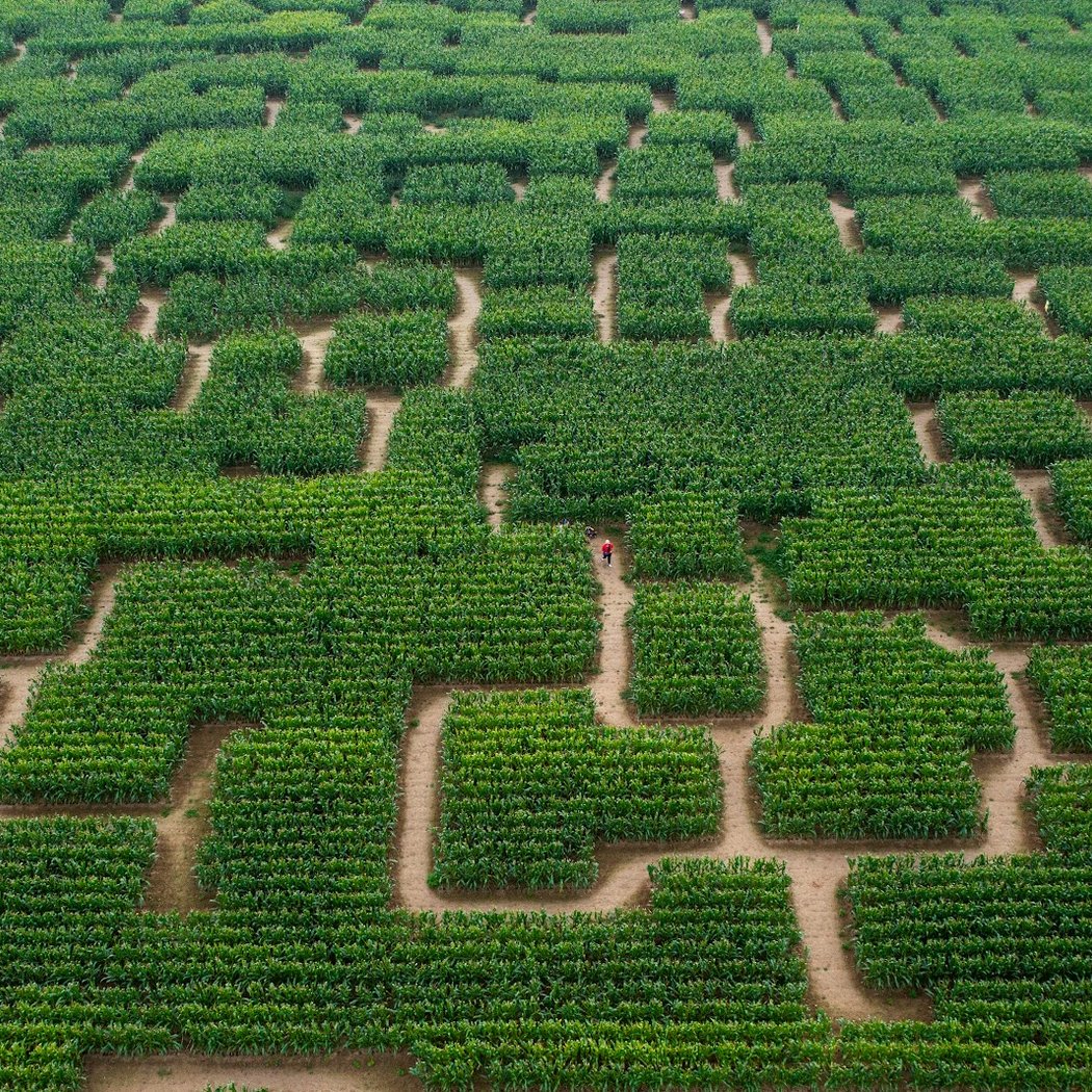Pop Corn Labyrinthe Val d'Oise - Labyrinthe Géant de Maïs 1
