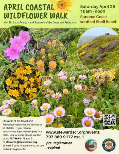 Sonoma Coast Wildflower Walk 1