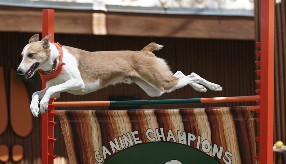 Canine Champions for Conservation 1