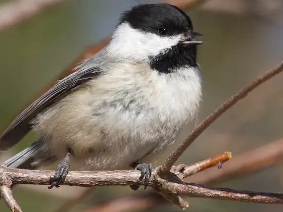 Birding in Peace: Late-Risers Edition 1