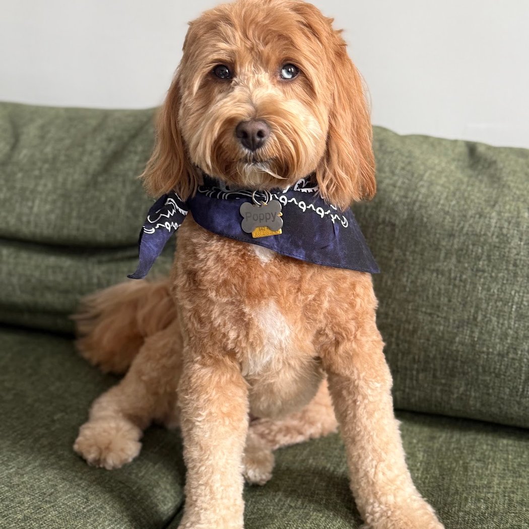 Pooch's Parlor 1
