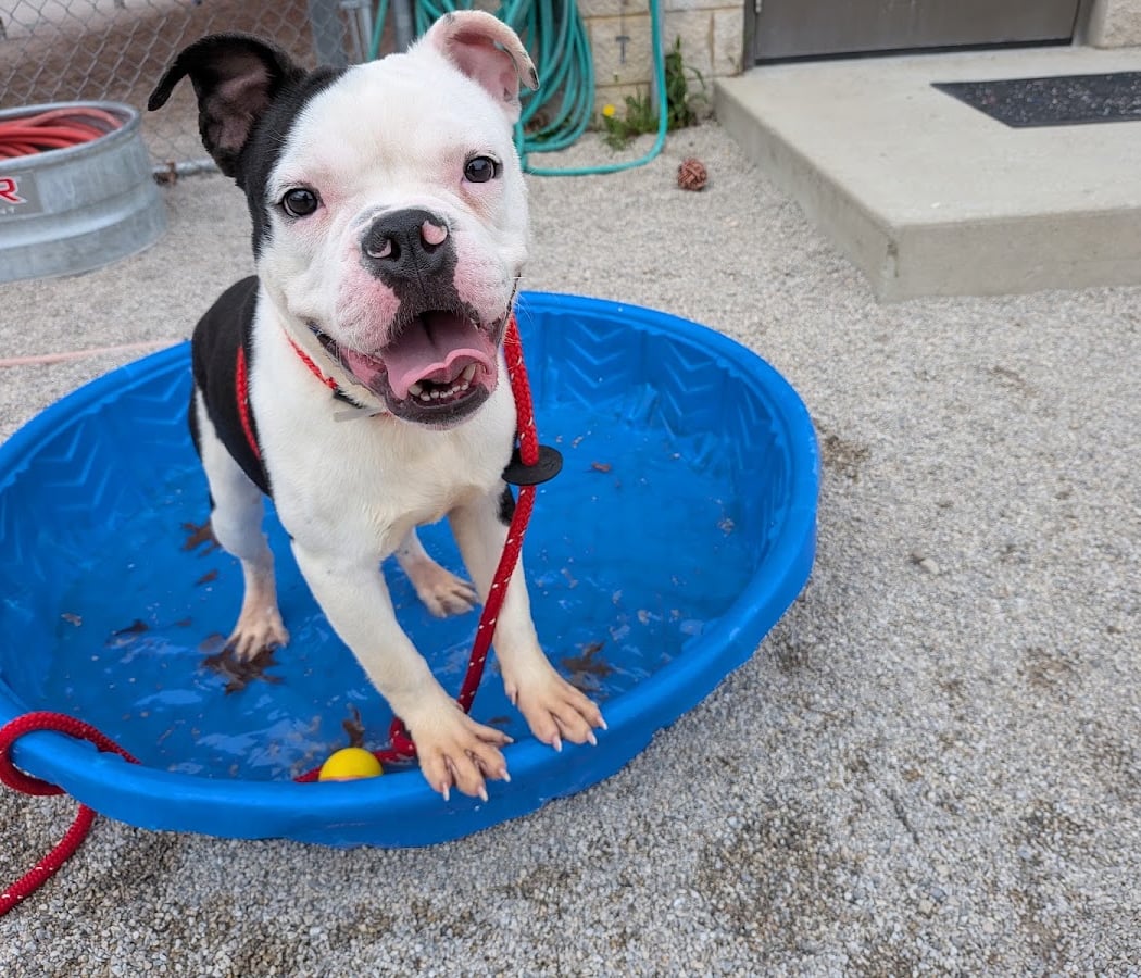 Franklin County Dog Shelter & Adoption Center 1