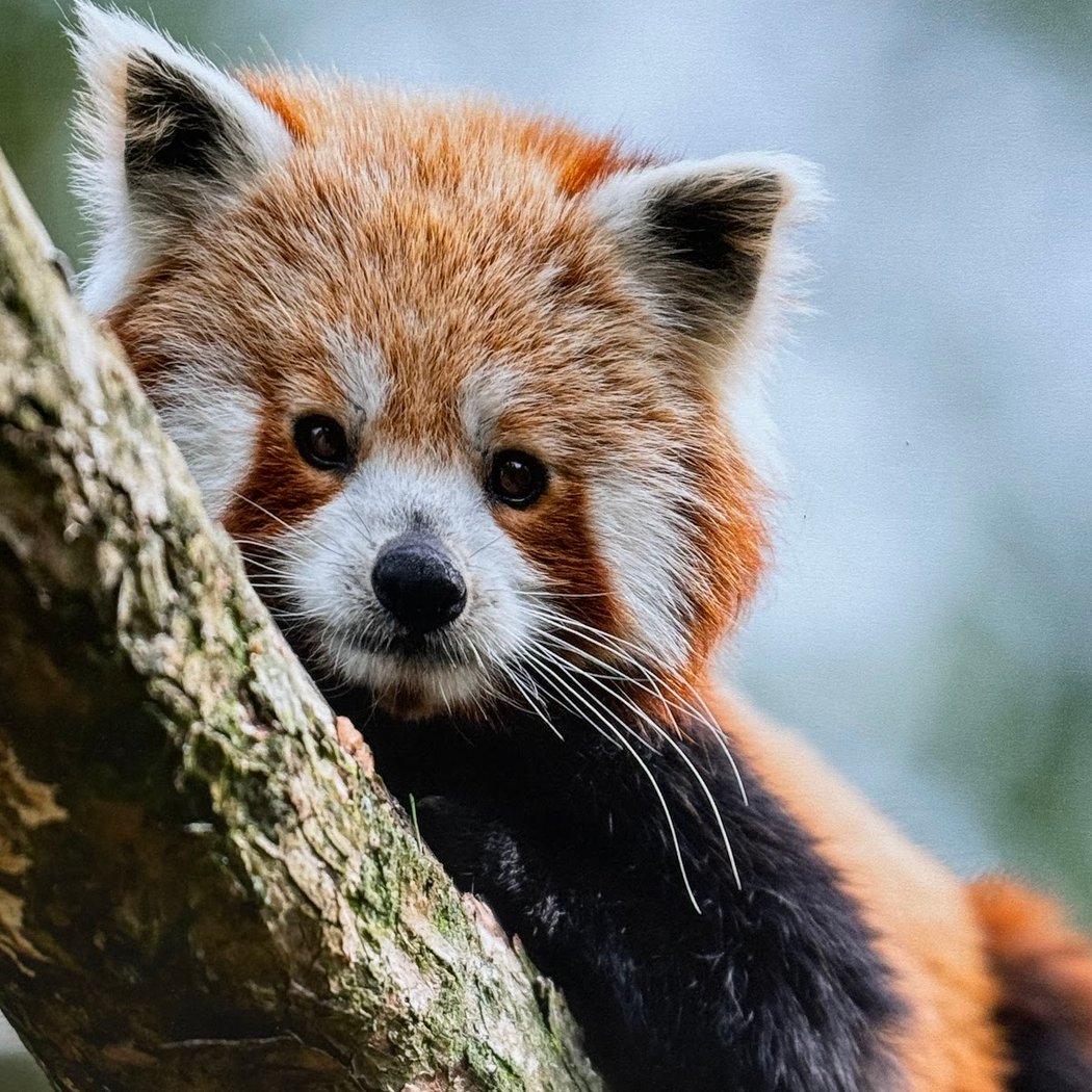 Zoo de Lille 1
