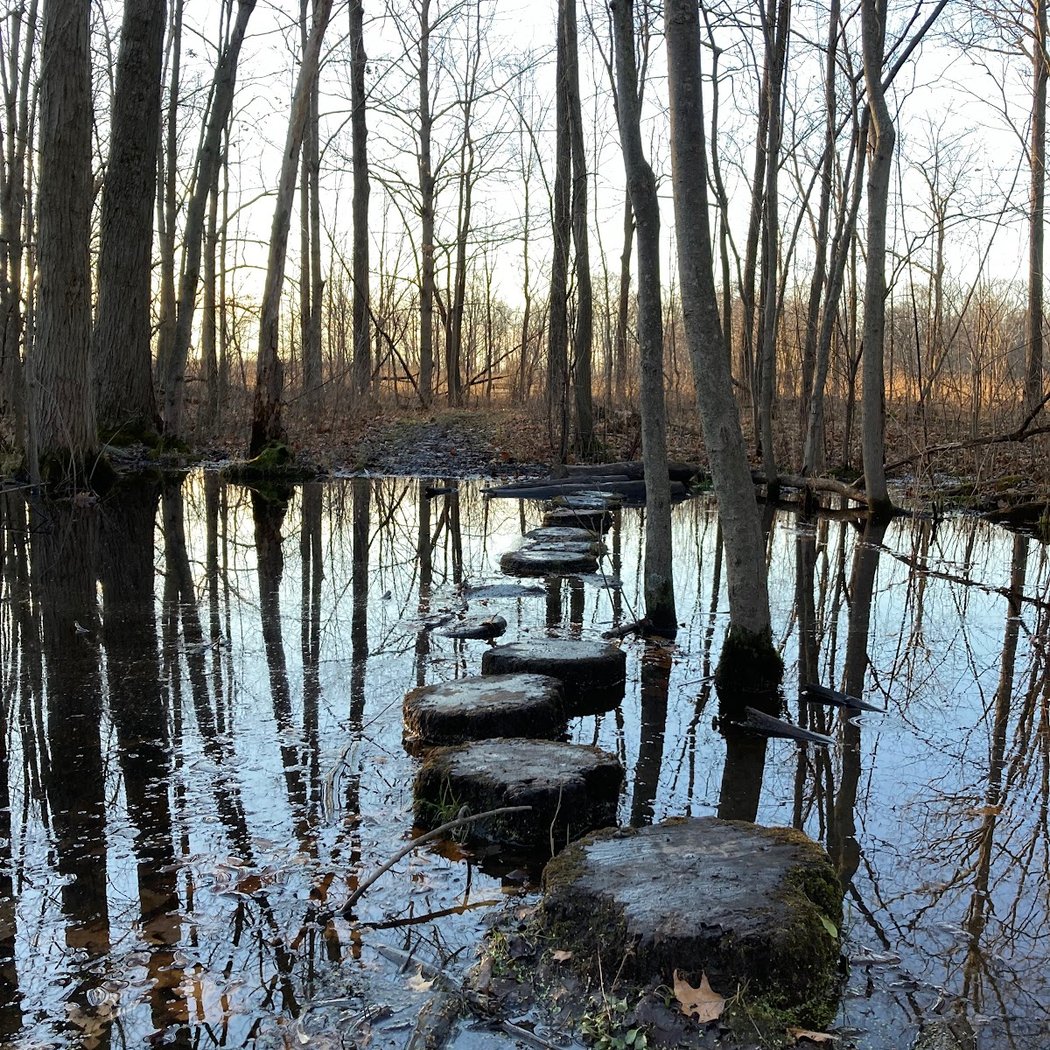 Pittsfield Preserve Nature Trail Area 1