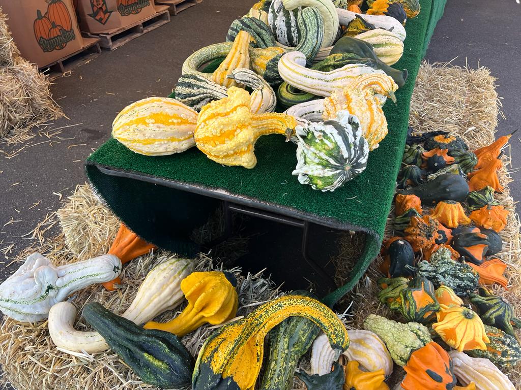 Greg's Pumpkin Patch 2