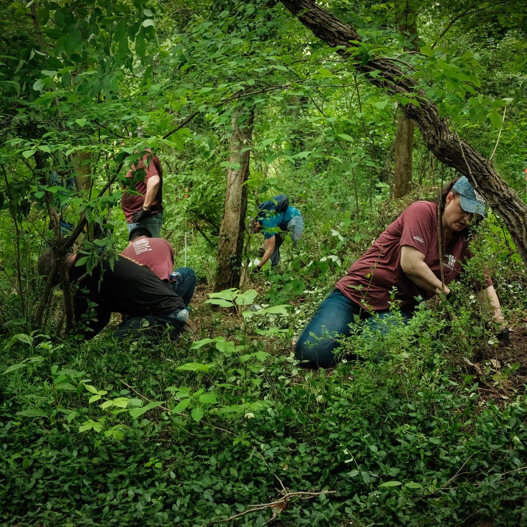 Urban Forest Support Initiative 1