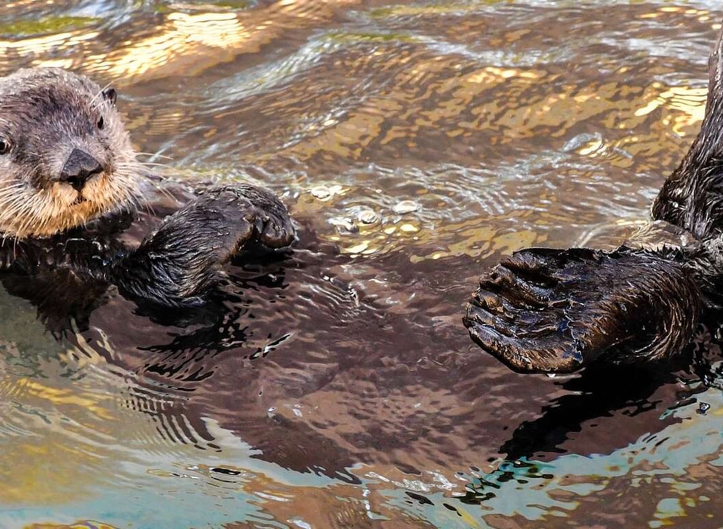 Oiled Wildlife Care Network 2