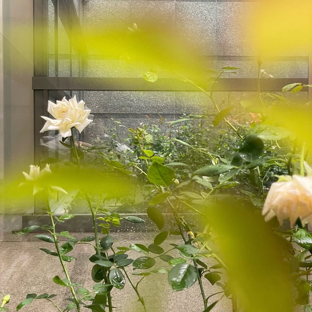 Jardin des refusés 3