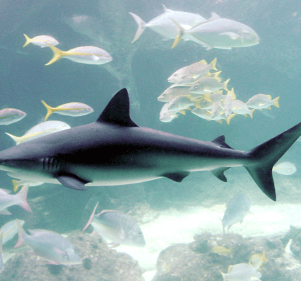 Shark Awareness Day 1