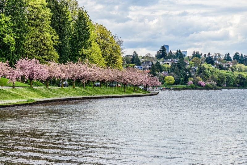 Lake Washington Blvd Bicycle Weekends 3