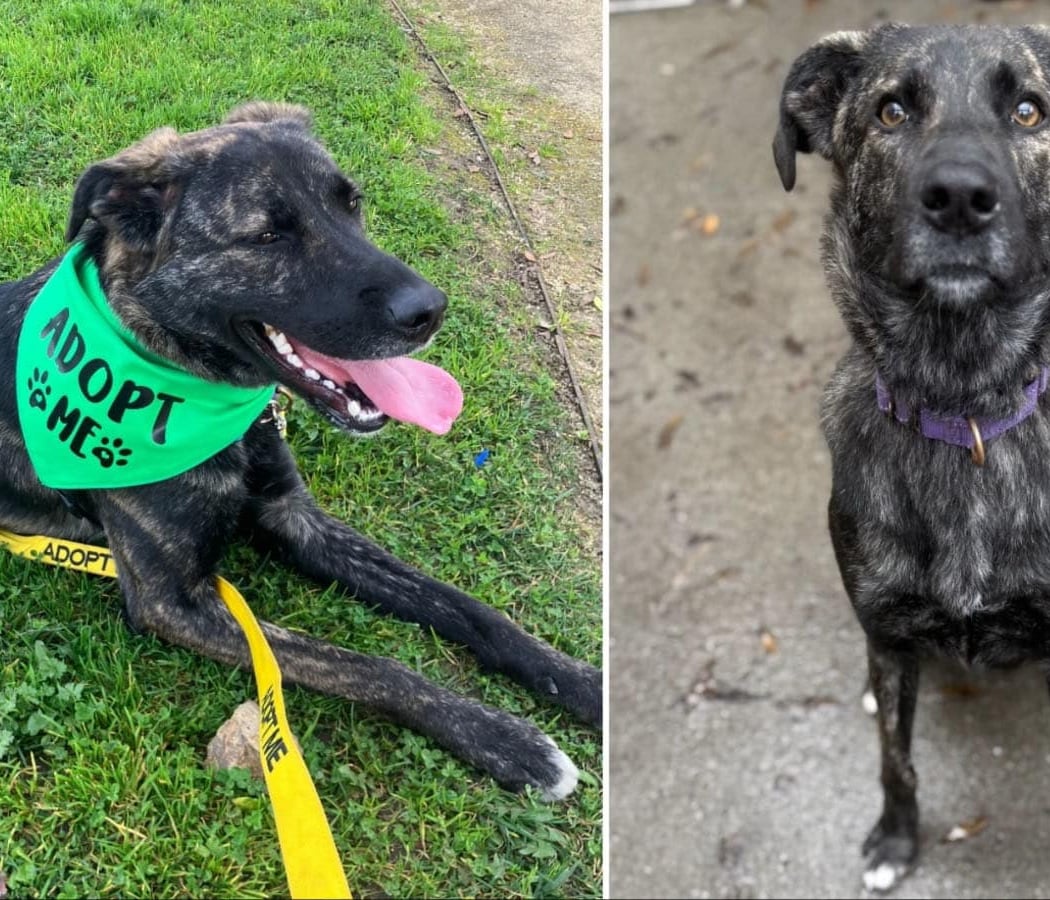 Friends of The Alameda Animal Shelter 4