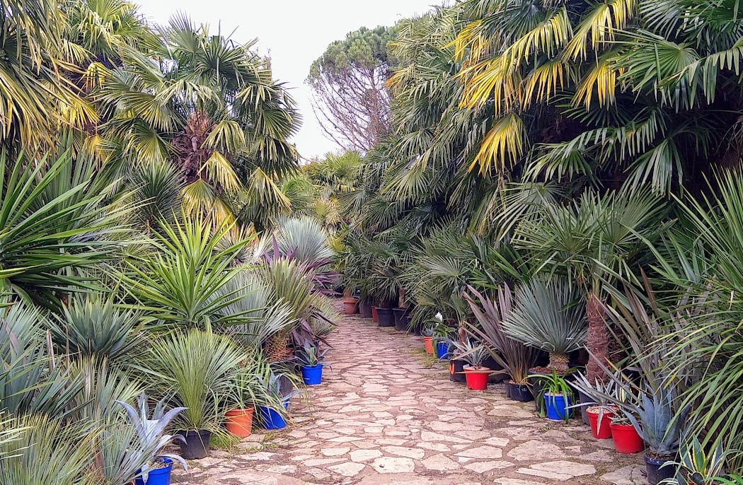 an exotic garden 3