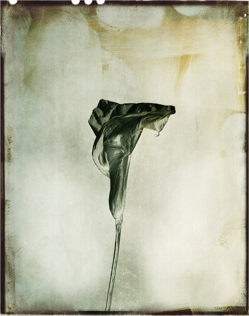 Nachblüte, Walter Schels, experimentelle Arbeiten 1