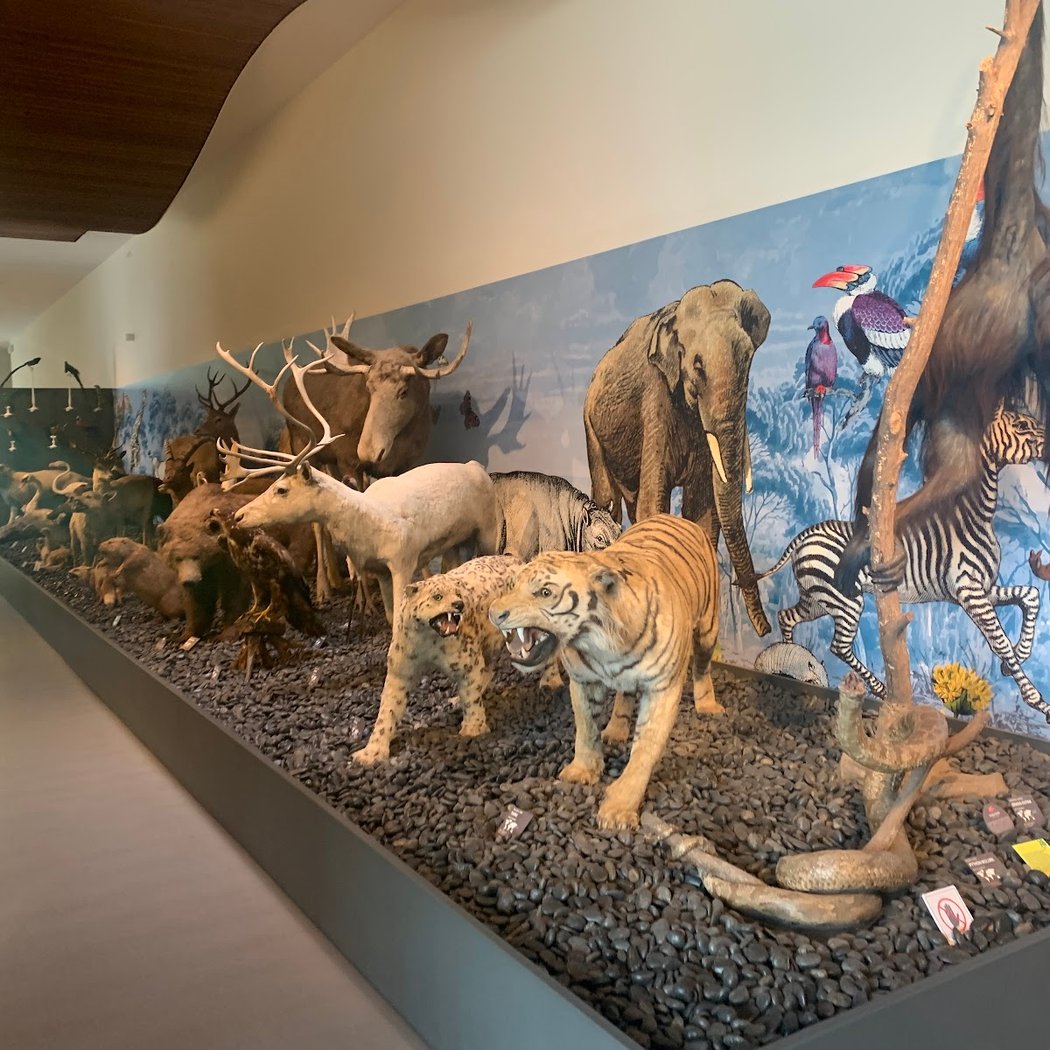 Musée Crozatier 3