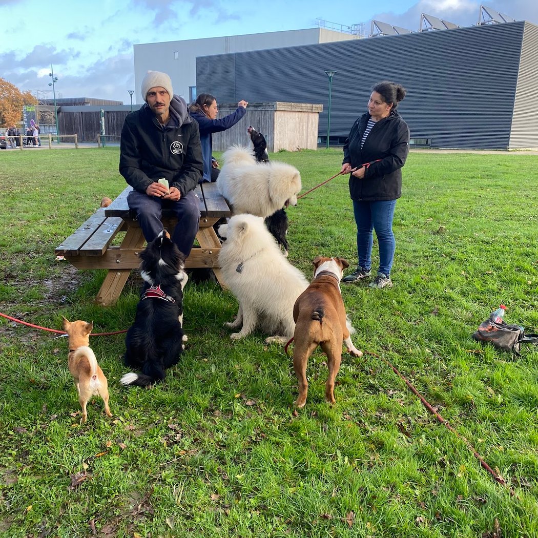 Doggy Days - Centre de loisirs pour chiens à Ligné 2