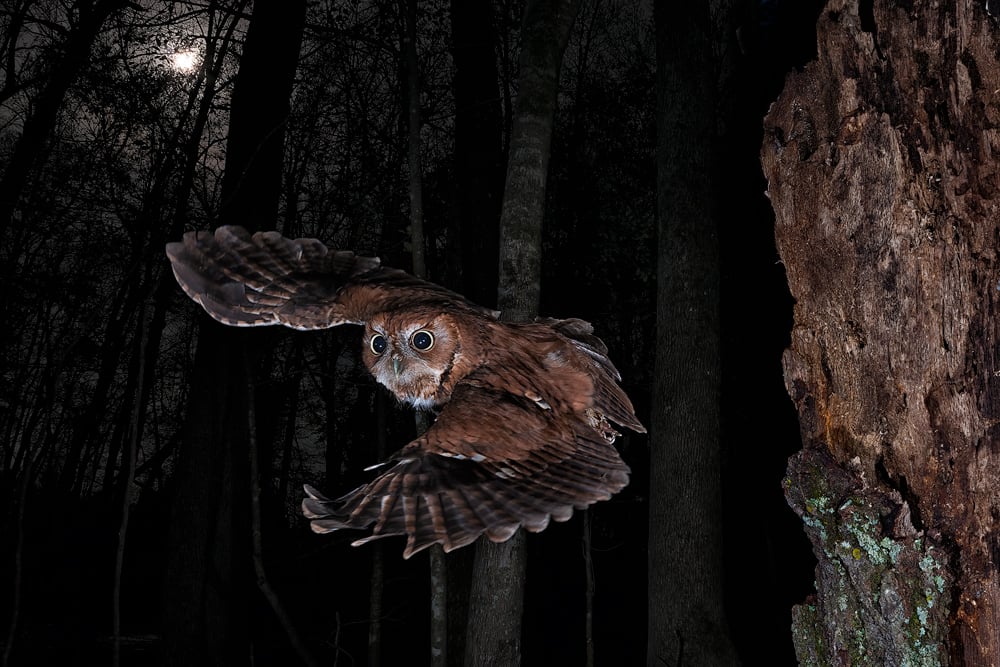 Owls After Dark 1