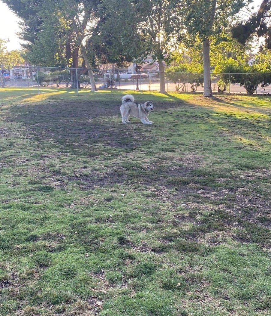 Larry J Marsalli Dog Park 2