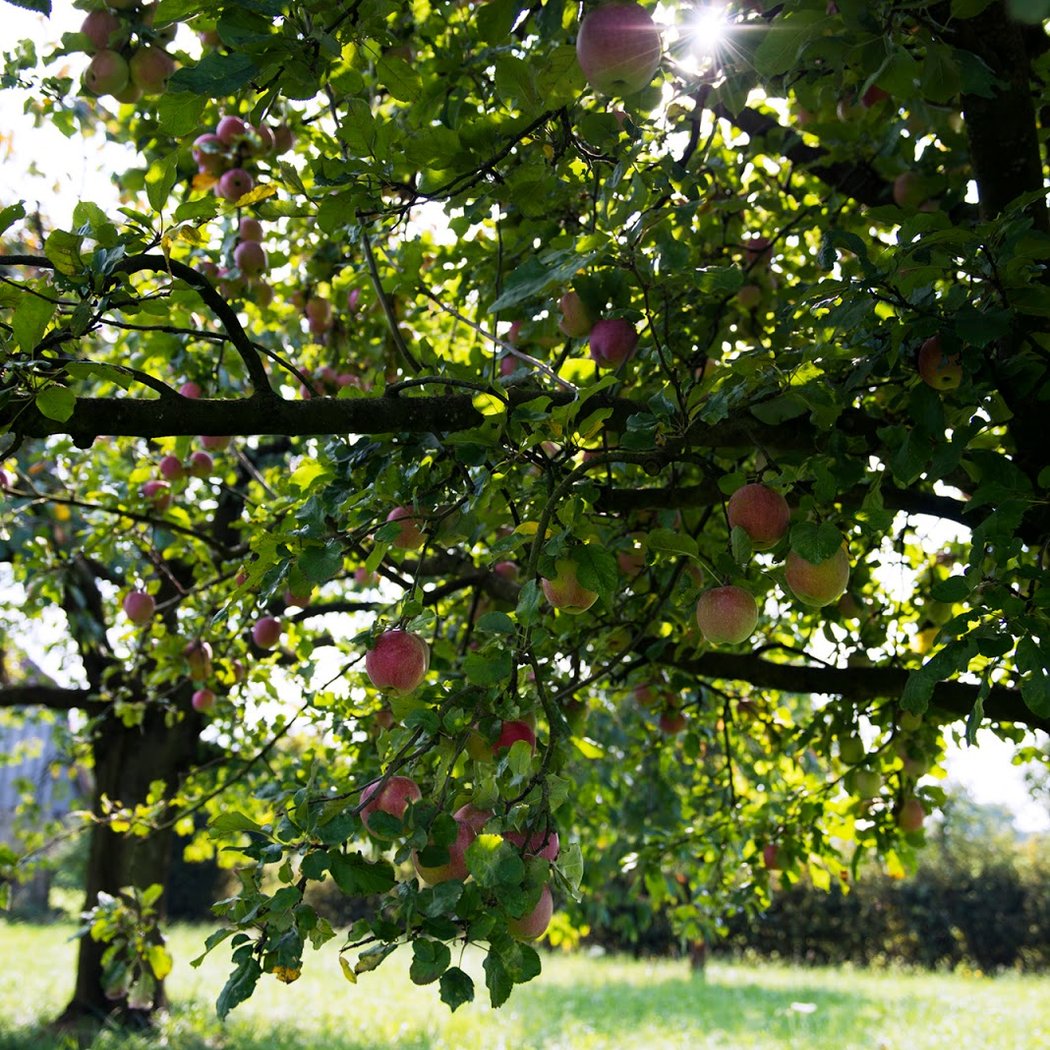 Domaine de la Bluette 1