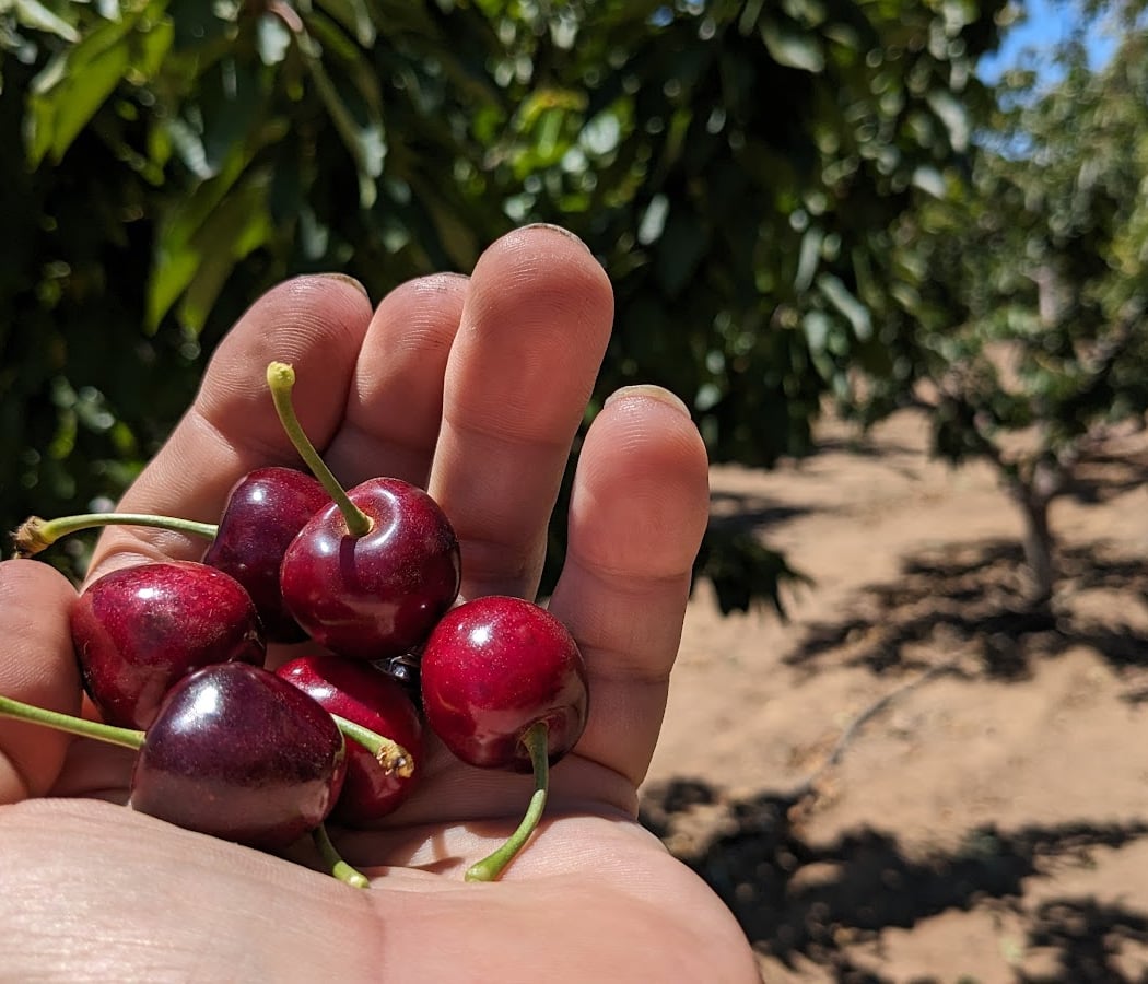 Mariani Orchards Harvest Experience 1